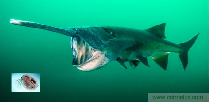 檢測不到信號(hào)，是加點(diǎn)噪聲？還是濾除噪聲？